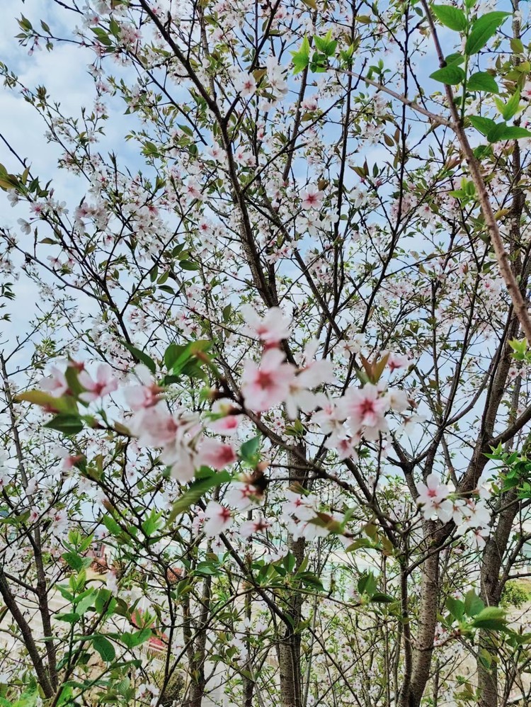 美勤学校|清明节放假通知——重庆市威廉希尔官网学校2024年清明节致家长的一封信